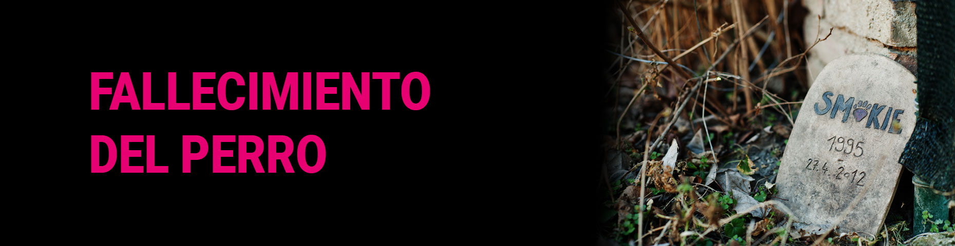 FALLECIMIENTO DEL PERRO